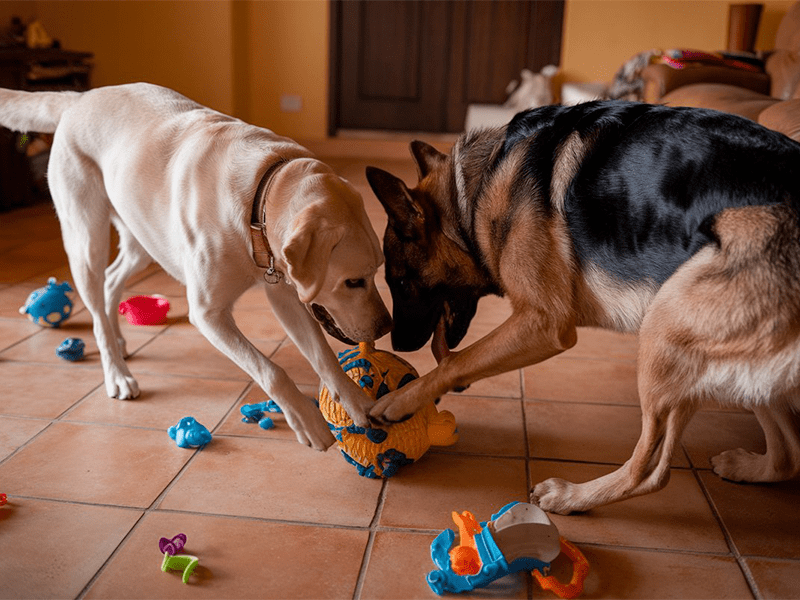 Best Tile Types for Homes with Pets